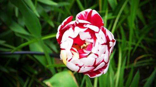 tulip noble tulip red white