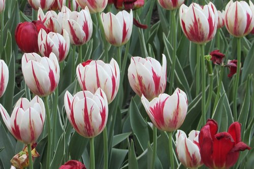 tulip  flowers  garden