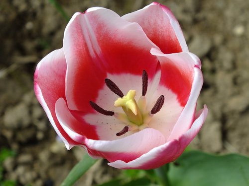 tulip  flower  garden