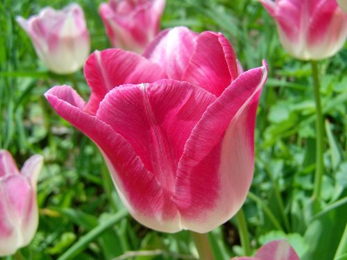 tulip  spring flower