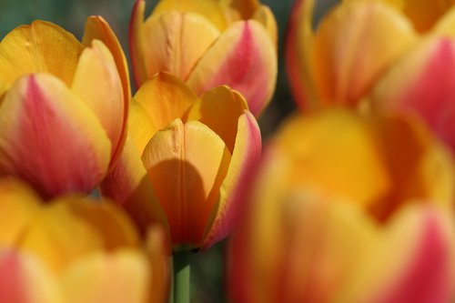 tulip  yellow  orange