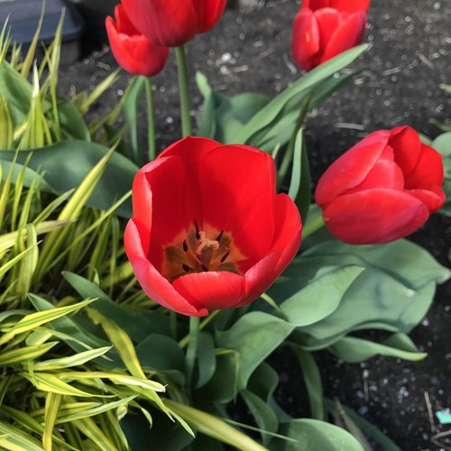 tulip  flower  red