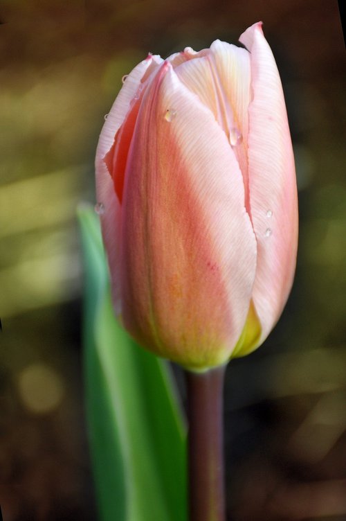 tulip  gentle  pink