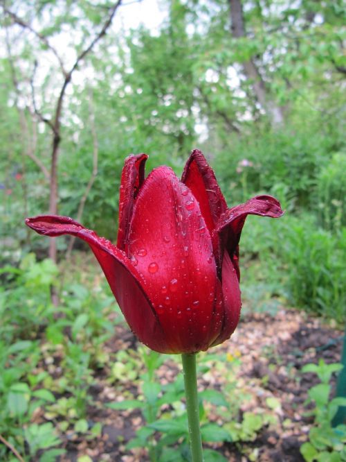 tulip flower red