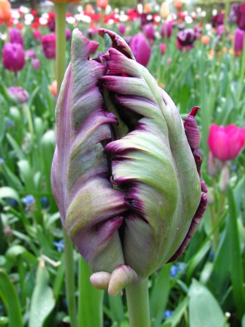 tulip violet closed