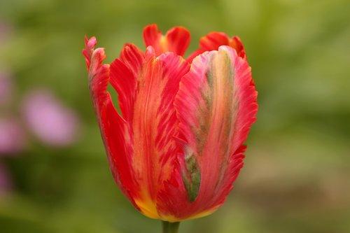 tulip  red tulip  flower