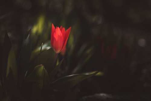 tulip  small tulip  small