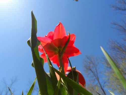 tulip wildflower floral