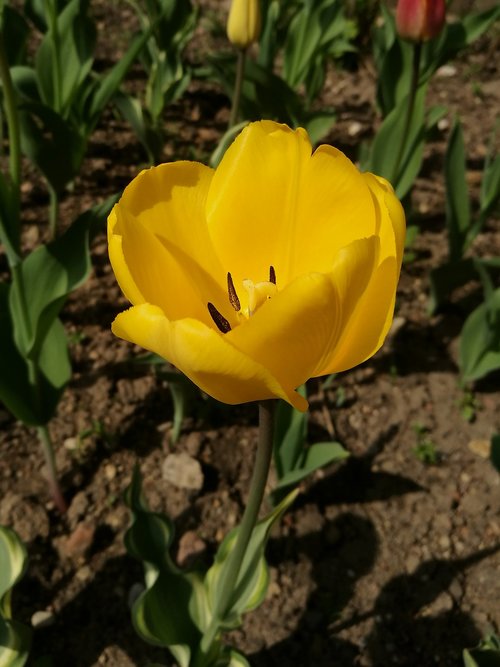 tulip  spring  flowers