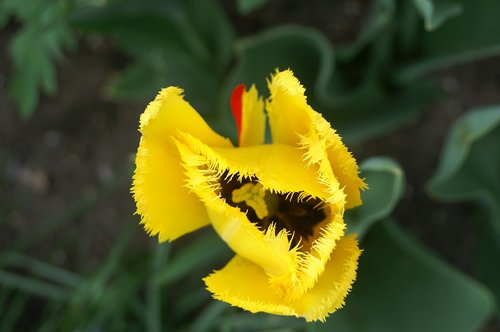 tulip  yellow  flowers