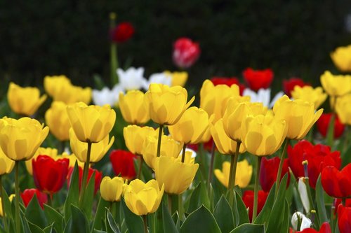 tulip  yellow  red