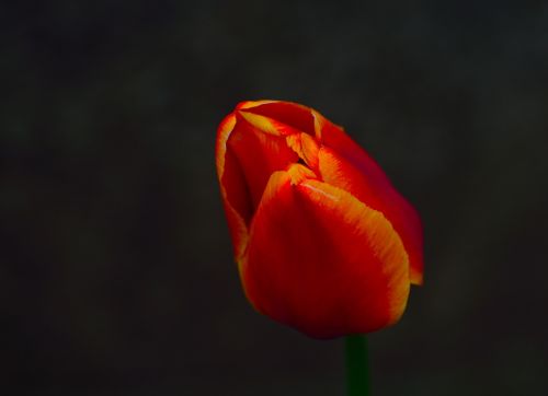 tulip spring flower bloom