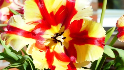 tulip  plant  blossom