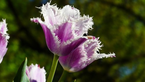tulip  plant  violet