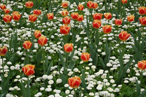 tulip  spring  flower