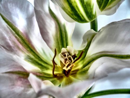 tulip white close