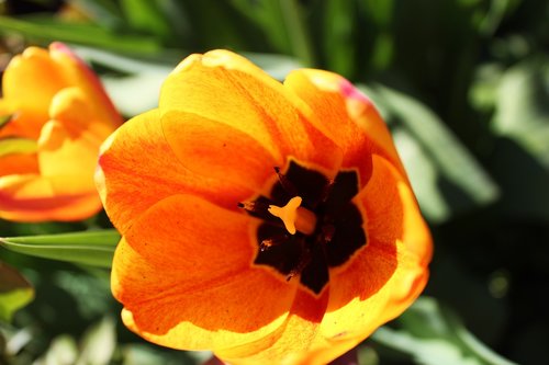 tulip  tulips  flower