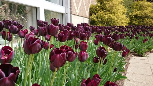 tulip  purple  garden