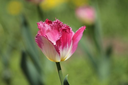 tulip  pink tulip  flower