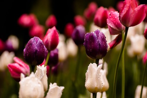 tulip  rain  flowers