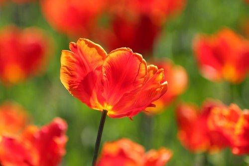 tulip  red tulip  scarlet
