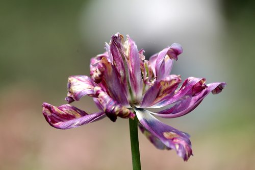 tulip  lilac tulip  flower