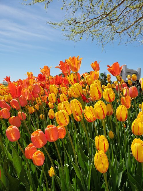 tulip  tulips  flowers