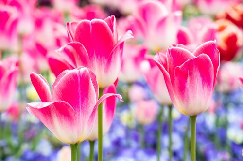 tulip  rosa  spring