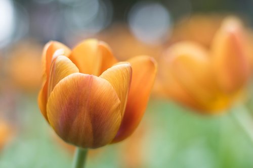 tulip  flowers  garden