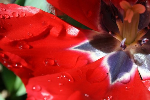 tulip  garden  red