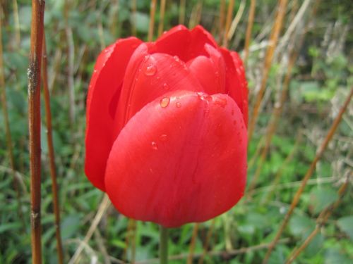 tulip red blossom