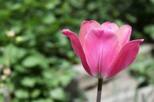 tulip  flower  purple