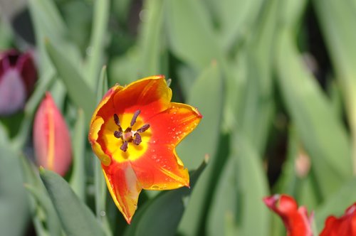 tulip  flower  tulips