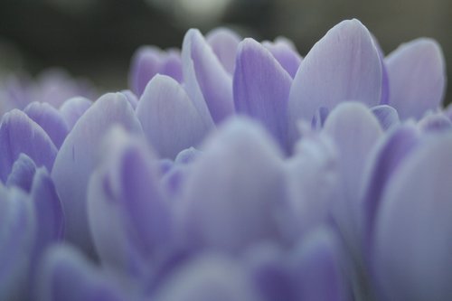 tulip  spring  flowers