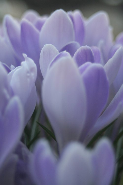 tulip  spring  flowers