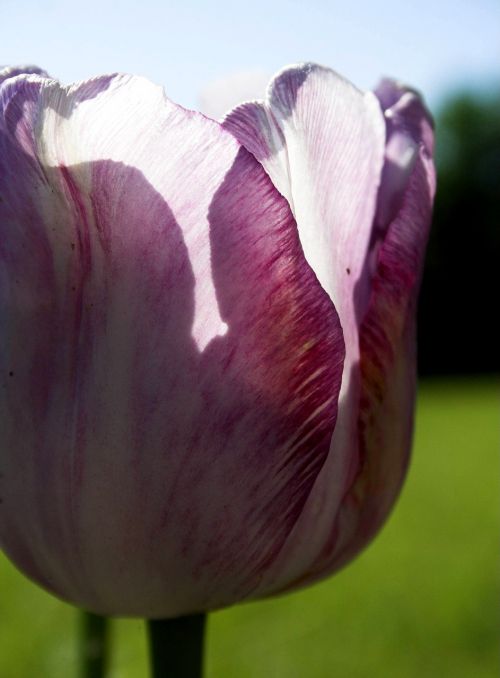 tulip flower bloom