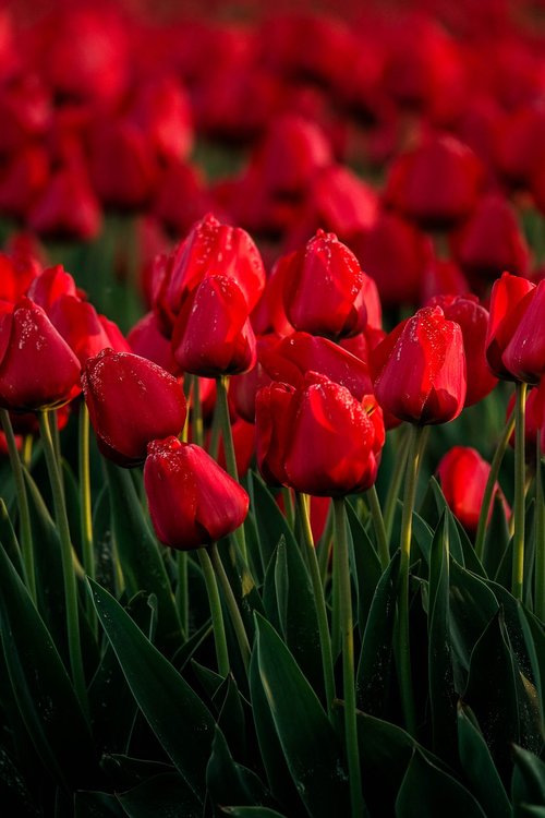 tulip  flower  red