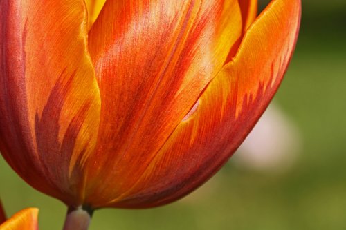 tulip  orange  yellow
