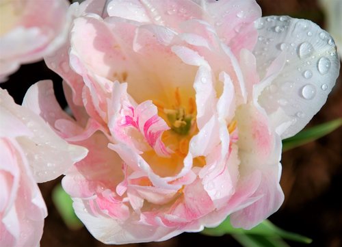 tulip  pink  spring