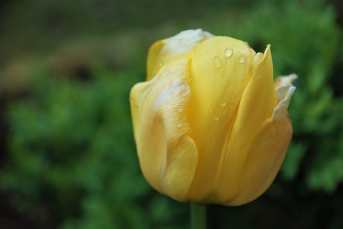 tulip  yellow  blossom