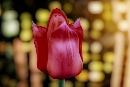 tulip  red  spring