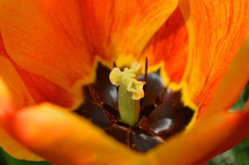 tulip  pistil  close up