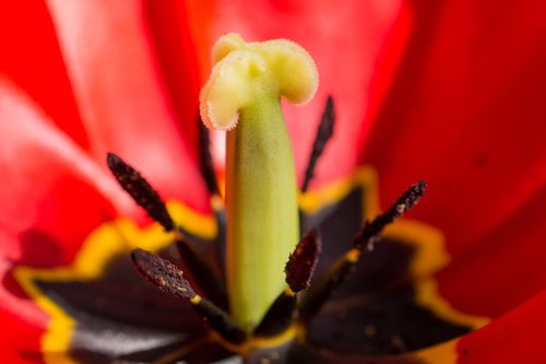 tulip  stamp  blossom