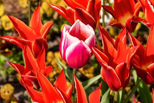 tulip  middle  nature
