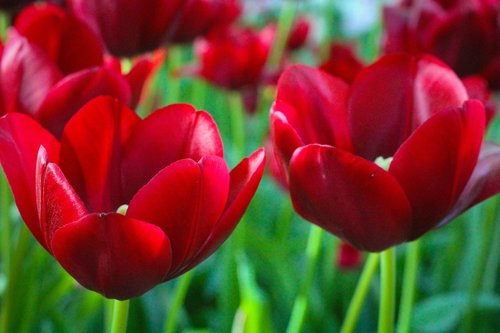 tulip  tupips  nature