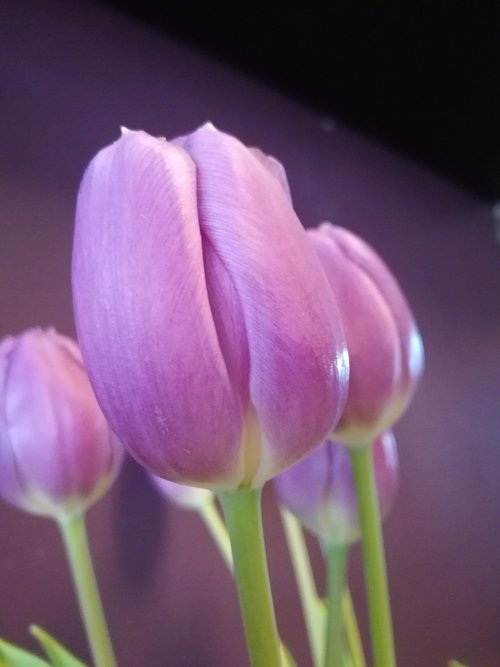 tulip  pink  flowers