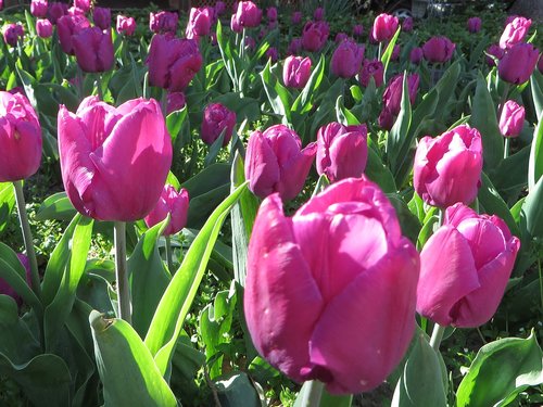 tulip  pink  flower