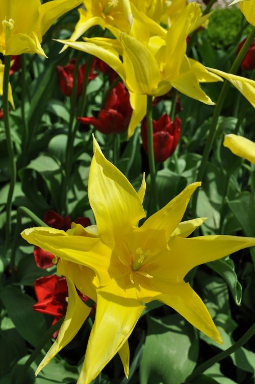 tulip flower blossom