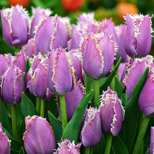 tulip  flowers  nature