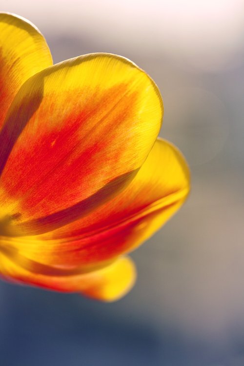 tulip  macro  flower